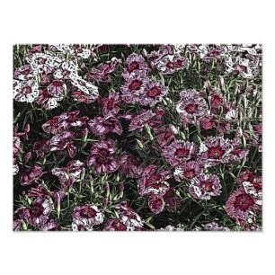 DIANTHUS FOTODRUCK