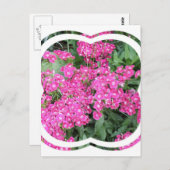 Dianthus Perennial Postcard Postkarte (Vorne/Hinten)