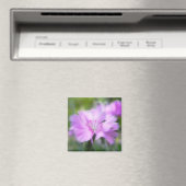 Dianthus Plumarius Blume Magnet (In Situ (Geschirrspüler))