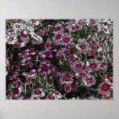 DIANTHUS POSTER (Vorne)