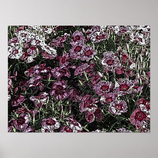 DIANTHUS POSTER (Vorne)