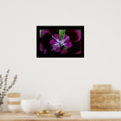 Dianthus Poster (Küche)