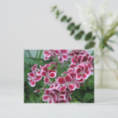 Dianthus Postkarte (Stehend Vorderseite)