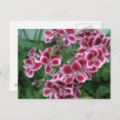 Dianthus Postkarte (Vorne/Hinten)