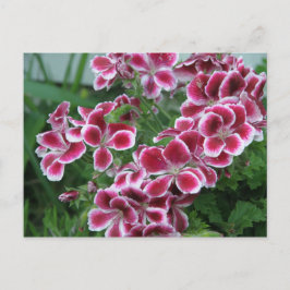 Dianthus Postkarte