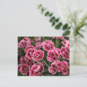 Dianthus Postkarte (Stehend Vorderseite)