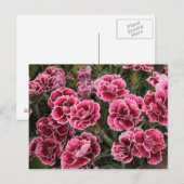 Dianthus Postkarte (Vorne/Hinten)