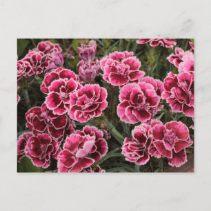 Dianthus Postkarte