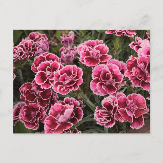 Dianthus Postkarte (Vorderseite)