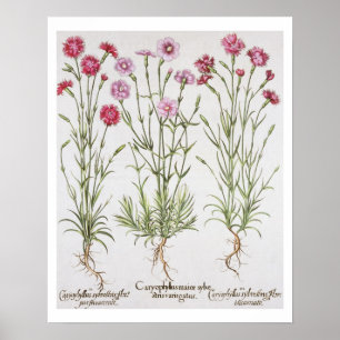 Dianthus-Varietäten aus der "Hortus Ey" Poster