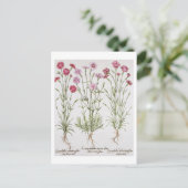 Dianthus-Varietäten aus der "Hortus Ey" Postkarte (Stehend Vorderseite)