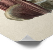 Diaphragma Muscle Human Anatomie Vintag Print Poster (Ecke)