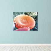 Diatom, eine einzelluläre Alge. Leinwanddruck (Insitu (Holzboden))