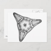 Diatom Postkarte (Vorne/Hinten)