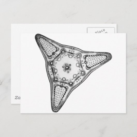 Diatom Postkarte (Vorne/Hinten)