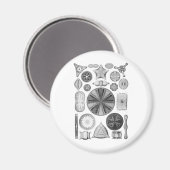 Diatome Magnet (Vorderseite/Rückseite)