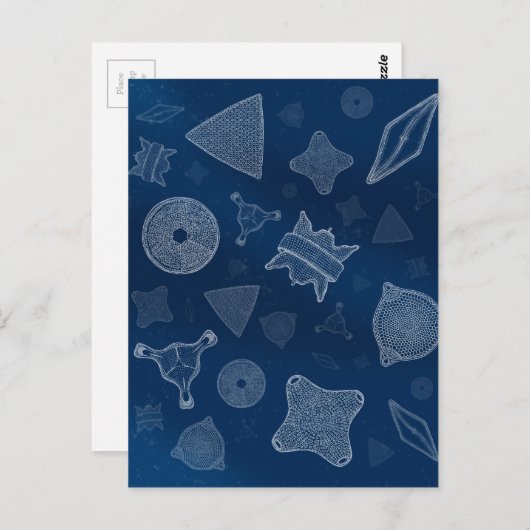 Diatome - mikroskopisches Meeresleben Postkarte (Vorne/Hinten)