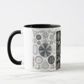 Diatomee, Diatomee, navicula Tasse (Links)