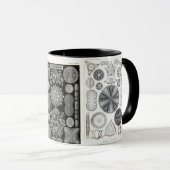 Diatomee, Diatomee, navicula Tasse (VorderseiteRechts)