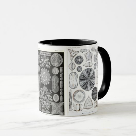 Diatomee, Diatomee, navicula Tasse (VorderseiteRechts)