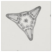 Diatomee Stoff (Nahaufnahme)