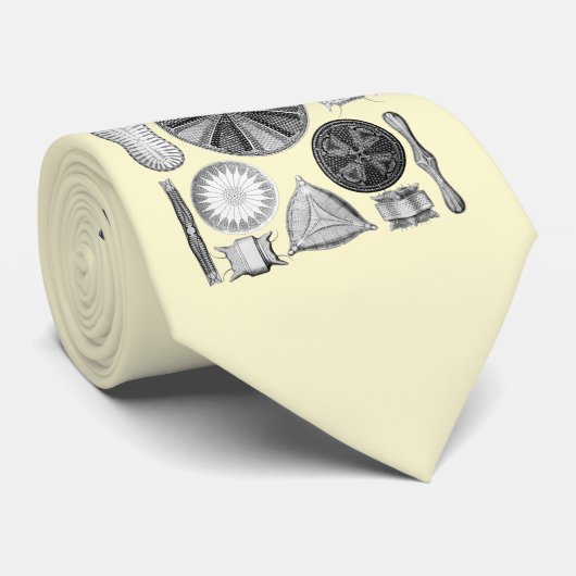 Diatomeen Krawatte (Gerollt)