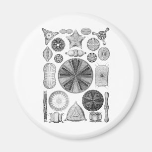 Diatomeen Magnet