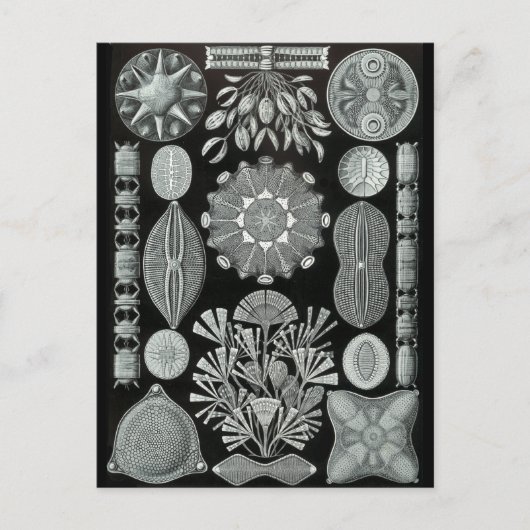 Diatomeen Postkarte (Vorderseite)