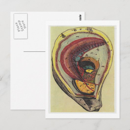 Dibble_Artworks_140_Oysters Postkarte (Vorne/Hinten)