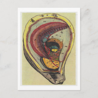 Dibble_Artworks_140_Oysters Postkarte