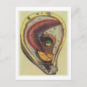 Dibble_Artworks_140_Oysters Postkarte (Vorderseite)