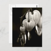 Dicentra - Blutungen Herz Kunst Postkarte (B&W) (Vorne/Hinten)