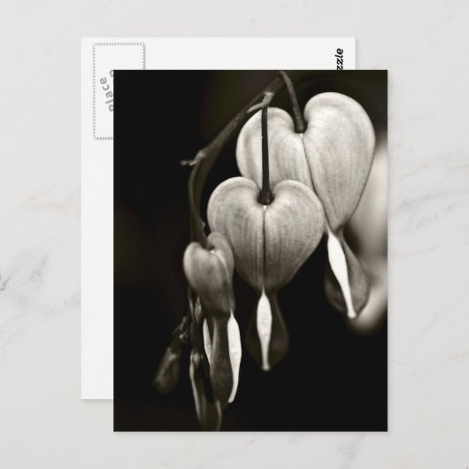 Dicentra - Blutungen Herz Kunst Postkarte (B&W) (Vorne/Hinten)