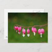 Dicentra - rosa Herzform florale Postkarte (Vorne/Hinten)