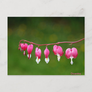 Dicentra - rosa Herzform florale Postkarte