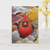 Dich denkend, Kardinal im frostigen Herbstlaub Karte (Gelbe Blume)