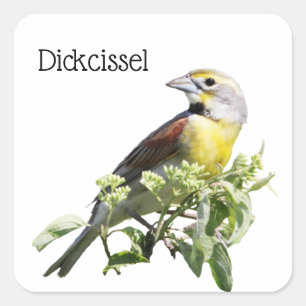Dickcissel Bird Quadratischer Aufkleber