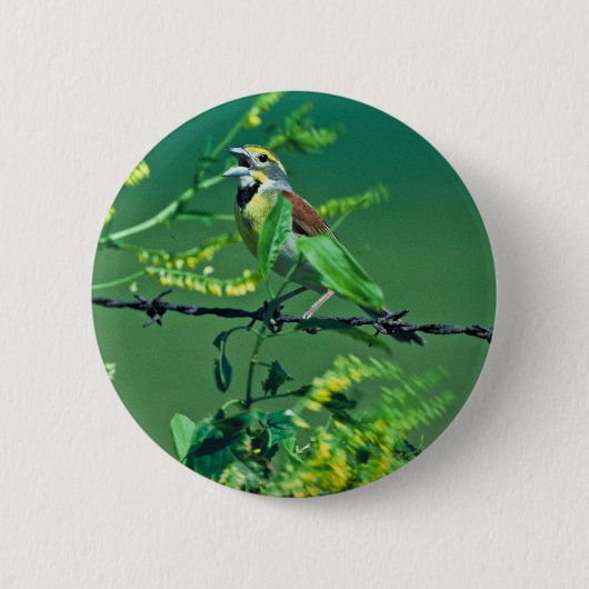 Dickcissel Button (Vorderseite)