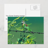 Dickcissel Postkarte (Vorne/Hinten)