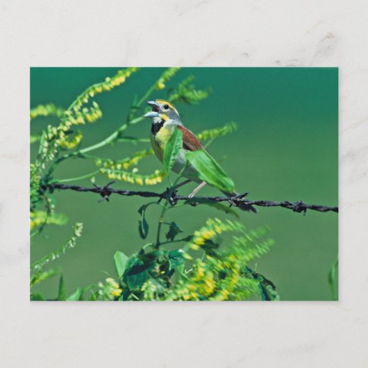 Dickcissel Postkarte (Vorderseite)