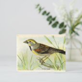 Dickcissel Postkarte (Stehend Vorderseite)
