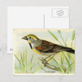 Dickcissel Postkarte (Vorne/Hinten)