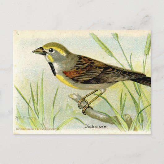 Dickcissel Postkarte (Vorderseite)