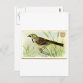 Dickcissel Postkarte (Vorne/Hinten)