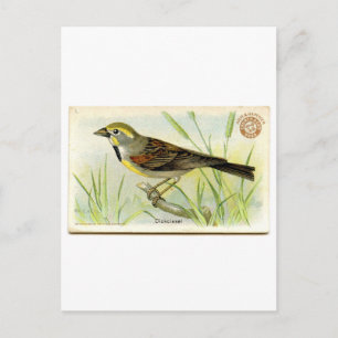 Dickcissel Postkarte