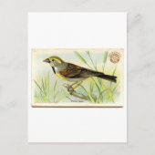 Dickcissel Postkarte (Vorderseite)