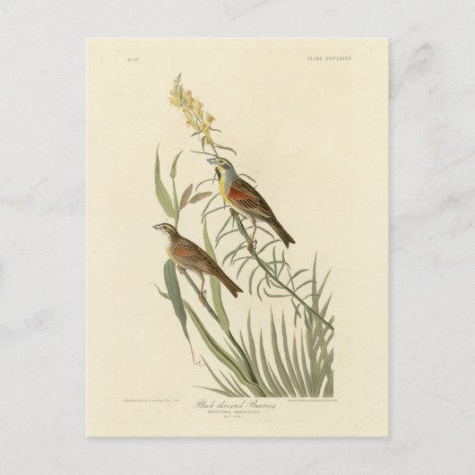 Dickcissel von Audubons Vögeln Amerikas Postkarte (Vorderseite)
