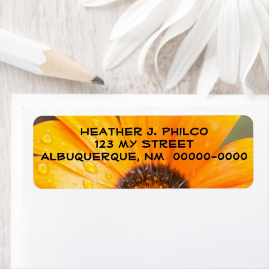 Dicke Orange Nass Daisy Halbblutbild Nah-Up (Insitu)