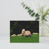 Dicke Schafpostkarte Postkarte (Stehend Vorderseite)