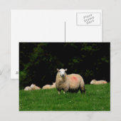 Dicke Schafpostkarte Postkarte (Vorne/Hinten)